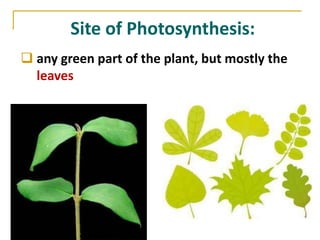 Site of Photosynthesis:
 any green part of the plant, but mostly the
  leaves
 