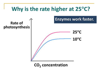 Why is the rate higher at 25 C?
                           Enzymes work faster.
   Rate of
photosynthesis
                                     25 C
                                     10 C




                 CO2 concentration
 