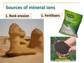 Sources of mineral ions
1. Rock erosion   1. Fertilisers
 