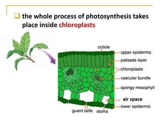  the whole process of photosynthesis takes
  place inside chloroplasts
 