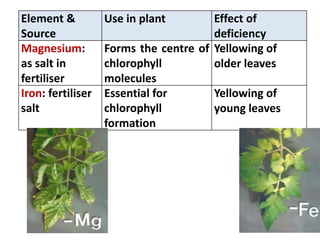 Element &          Use in plant        Effect of
Source                                 deficiency
Magnesium:         Forms the centre of Yellowing of
as salt in         chlorophyll         older leaves
fertiliser         molecules
Iron: fertiliser   Essential for       Yellowing of
salt               chlorophyll         young leaves
                   formation
 