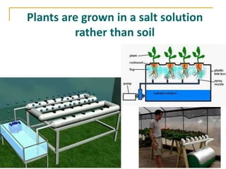 Plants are grown in a salt solution
         rather than soil
 