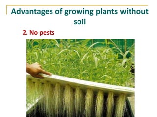 Advantages of growing plants without
                soil
   2. No pests
 