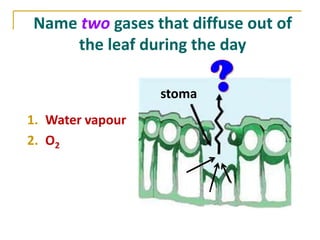Name two gases that diffuse out of
    the leaf during the day

                  stoma
1. Water vapour
2. O2
 