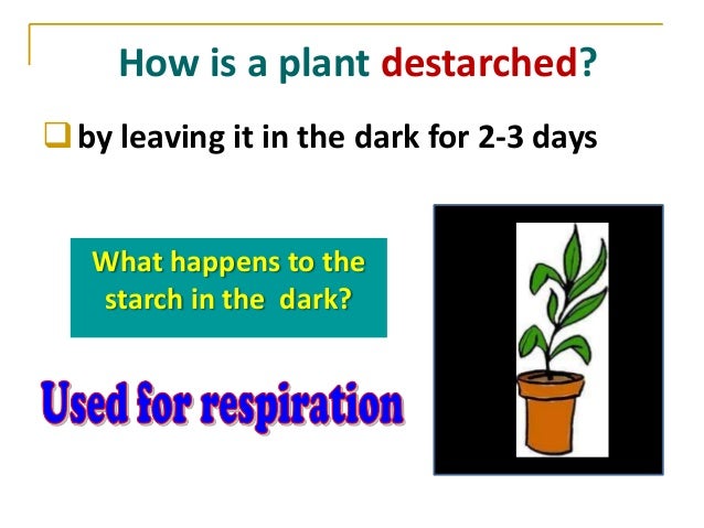 Photosynthesis