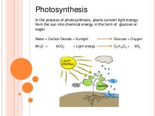 Photosynthesis
In the process of photosynthesis, plants convert light energy
from the sun into chemical energy in the form of glucose or
sugar.

Water + Carbon Dioxide + Sunlight             Glucose + Oxygen

6H2O +       6CO2      + Light energy         C6H12O6 +   6O2
 