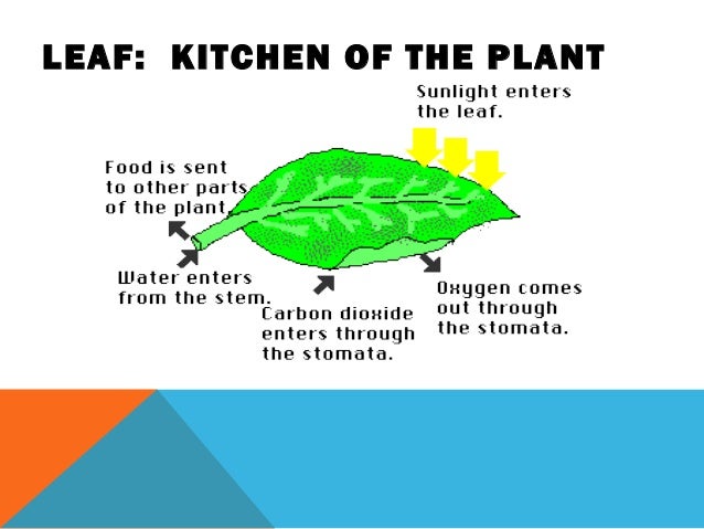 The success of photosynthesis in geranium picture