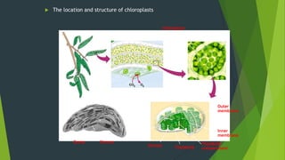  The location and structure of chloroplasts
LEAF CROSS SECTION MESOPHYLL CELL
LEAF
Chloroplast
Mesophyll
CHLOROPLAST Intermembrane space
Outer
membrane
Inner
membrane
Thylakoid
compartmentThylakoidStroma
Granum
StromaGrana
 