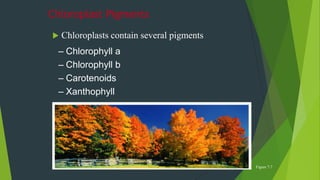 Chloroplast Pigments
 Chloroplasts contain several pigments
– Chlorophyll a
– Chlorophyll b
– Carotenoids
– Xanthophyll
Figure 7.7
 
