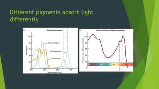 Different pigments absorb light
differently
 