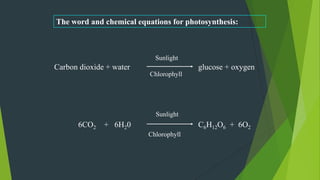 The word and chemical equations for photosynthesis:
Carbon dioxide + water glucose + oxygen
6CO2 + 6H20 C6H12O6 + 6O2
Sunlight
Chlorophyll
Sunlight
Chlorophyll
 