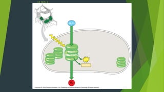 LE 10-5_2
H2O
LIGHT
REACTIONS
Chloroplast
Light
ATP
NADPH
O2
 