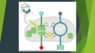 LE 10-5_3
H2O
LIGHT
REACTIONS
Chloroplast
Light
ATP
NADPH
O2
NADP+
CO2
ADP
P+ i
CALVIN
CYCLE
[CH2O]
(sugar)
 