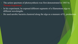 • The action spectrum of photosynthesis was first demonstrated in 1883 by
Thomas Engelmann
• In his experiment, he exposed different segments of a filamentous alga to
different wavelengths
• He used aerobic bacteria clustered along the alga as a measure of O2 production
 