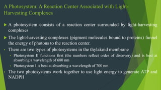 A Photosystem: A Reaction Center Associated with Light-
Harvesting Complexes
 A photosystem consists of a reaction center surrounded by light-harvesting
complexes
 The light-harvesting complexes (pigment molecules bound to proteins) funnel
the energy of photons to the reaction center.
• There are two types of photosystems in the thylakoid membrane
• Photosystem II functions first (the numbers reflect order of discovery) and is best at
absorbing a wavelength of 680 nm
• Photosystem I is best at absorbing a wavelength of 700 nm
• The two photosystems work together to use light energy to generate ATP and
NADPH
 