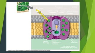 Thylakoid
Photon
Light-harvesting
complexes
Photosystem
Reaction
center
STROMA
Primary electron
acceptor
e–
Transfer
of energy
Special
chlorophyll a
molecules
Pigment
molecules
THYLAKOID SPACE
(INTERIOR OF THYLAKOID)
Thylakoidmembrane
 