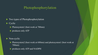 Photophosphorylation
 Two types of Photophosphorylation
 Cyclic
 Photosystem1 (best work at 700nm)
 produces only ATP
 Non-cyclic
 Photosystem2 (best work at 680nm) and photosystem1 (best work at
700nm)
 produces only ATP and NADPH
 