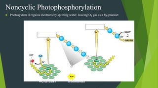 Primary
electron acceptor
Primary
electron acceptor
Photons
PHOTOSYSTEM I
PHOTOSYSTEM II
Energy for
synthesis of
by chemiosmosis
Noncyclic Photophosphorylation
 Photosystem II regains electrons by splitting water, leaving O2 gas as a by-product
 
