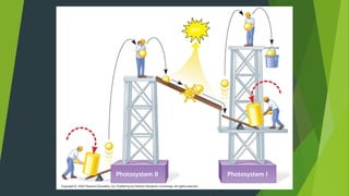 ATP
Photosystem II
e–
e–
e–
e–
Mill
makes
ATP
e–
e–
e–
Photosystem I
NADPH
 