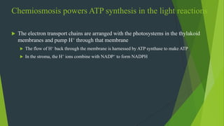 Chemiosmosis powers ATP synthesis in the light reactions
 The electron transport chains are arranged with the photosystems in the thylakoid
membranes and pump H+ through that membrane
 The flow of H+ back through the membrane is harnessed by ATP synthase to make ATP
 In the stroma, the H+ ions combine with NADP+ to form NADPH
 