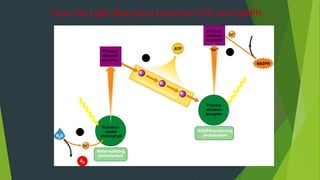 2 H + 1/2
Water-splitting
photosystem
Reaction-
center
chlorophyll
Light
Primary
electron
acceptor
Energy
to make
Primary
electron
acceptor
Primary
electron
acceptor
NADPH-producing
photosystem
Light
NADP
1
2
3
How the Light Reactions Generate ATP and NADPH
 