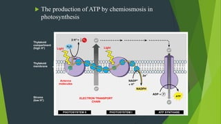  The production of ATP by chemiosmosis in
photosynthesis
Thylakoid
compartment
(high H+)
Thylakoid
membrane
Stroma
(low H+)
Light
Antenna
molecules
Light
ELECTRON TRANSPORT
CHAIN
PHOTOSYSTEM II PHOTOSYSTEM I ATP SYNTHASE
 