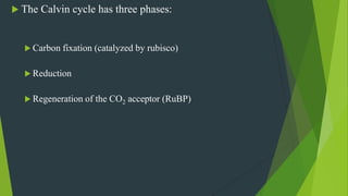  The Calvin cycle has three phases:
 Carbon fixation (catalyzed by rubisco)
 Reduction
 Regeneration of the CO2 acceptor (RuBP)
 