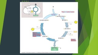 LE 10-18_3
[CH2O] (sugar)O2
NADPH
ATP
ADP
NADP+
CO2
H2O
LIGHT
REACTIONS
CALVIN
CYCLE
Light
Input
CO2
(Entering one
at a time)
Rubisco
3 P P
Short-lived
intermediate
Phase 1: Carbon fixation
6 P
3-Phosphoglycerate
6 ATP
6 ADP
CALVIN
CYCLE
3
P P
Ribulose bisphosphate
(RuBP)
3
6 NADP+
6
6 NADPH
P i
6 P
1,3-Bisphosphoglycerate
P
6 P
Glyceraldehyde-3-phosphate
(G3P)
P1
G3P
(a sugar)
Output
Phase 2:
Reduction
Glucose and
other organic
compounds
3
3 ADP
ATP
Phase 3:
Regeneration of
the CO2 acceptor
(RuBP) P5
G3P
 