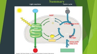 Summary
Light
CO2
H2O
Light reactions Calvin cycle
NADP+
RuBP
G3PATP
Photosystem II
Electron transport
chain
Photosystem I
O2
Chloroplast
NADPH
ADP
+ P i
3-Phosphoglycerate
Starch
(storage)
Amino acids
Fatty acids
Sucrose (export)
 