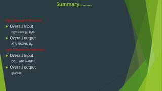 Summary………
Light Dependent Reactions
 Overall input
light energy, H2O.
 Overall output
ATP, NADPH, O2.
Light Independent Reactions
 Overall input
CO2, ATP, NADPH.
 Overall output
glucose.
 