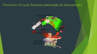 Overview of cycle between autotrophs & heterotrophs
 