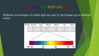 Different wavelengths of visible light are seen by the human eye as different
colors.
WHY ARE PLANTS GREEN?
Gamma
rays
X-rays UV Infrared
Micro-
waves
Radio
waves
Visible light
Wavelength (nm)
 