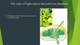  Chloroplasts absorb light energy and convert it
to chemical energy
Light
Reflected
light
Absorbed
light
Transmitted
light
Chloroplast
The color of light seen is the color not absorbed
 