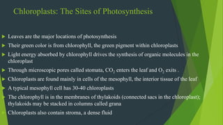 Chloroplasts: The Sites of Photosynthesis
 Leaves are the major locations of photosynthesis
 Their green color is from chlorophyll, the green pigment within chloroplasts
 Light energy absorbed by chlorophyll drives the synthesis of organic molecules in the
chloroplast
 Through microscopic pores called stomata, CO2 enters the leaf and O2 exits .
 Chloroplasts are found mainly in cells of the mesophyll, the interior tissue of the leaf
 A typical mesophyll cell has 30-40 chloroplasts
 The chlorophyll is in the membranes of thylakoids (connected sacs in the chloroplast);
thylakoids may be stacked in columns called grana
 Chloroplasts also contain stroma, a dense fluid
 