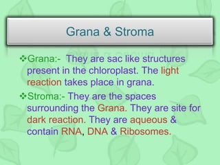 Grana Function Photosynthesis 130731003909-phpapp02 | PPTX