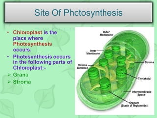 • Chloroplast is the
place where
Photosynthesis
occurs.
• Photosynthesis occurs
in the following parts of
Chloroplast:-
 Grana
 Stroma
Site Of Photosynthesis
 