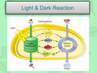 Light & Dark Reaction
 