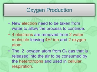 • New electron need to be taken from
water to allow the process to continue.
• 4 electrons are removed from 2 water
molecule leaving 4H+ ion and 2 oxygen
atom.
• The 2 oxygen atom from O2 gas that is
released into the air to be consumed by
the heterotrophs and used in cellular
respiration.
Oxygen Production
 