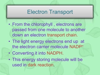 • From the chlorophyll , electrons are
passed from one molecule to another
down an electron transport chain.
• The light energy electrons end up at
the electron carrier molecule NADP+
• Converting it into NADPH.
• This energy storing molecule will be
used in dark reaction.
Electron Transport
 
