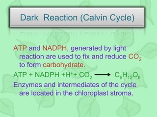 ATP and NADPH, generated by light
reaction are used to fix and reduce CO2
to form carbohydrate.
ATP + NADPH +H++ CO2 C6H12O6
Enzymes and intermediates of the cycle
are located in the chloroplast stroma.
Dark Reaction (Calvin Cycle)
 