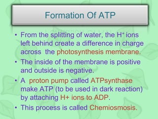 • From the splitting of water, the H+ ions
left behind create a difference in charge
across the photosynthesis membrane.
• The inside of the membrane is positive
and outside is negative.
• A proton pump called ATPsynthase
make ATP (to be used in dark reaction)
by attaching H+ ions to ADP.
• This process is called Chemiosmosis.
Formation Of ATP
 