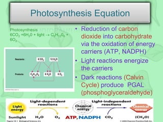• Reduction of carbon
dioxide into carbohydrate
via the oxidation of energy
carriers (ATP, NADPH)
• Light reactions energize
the carriers
• Dark reactions (Calvin
Cycle) produce PGAL
(phosphoglyceraldehyde)
Photosynthesis
6CO2 +6H20 + light C6H1206 +
6O2
Photosynthesis Equation
 
