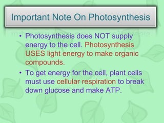 • Photosynthesis does NOT supply
energy to the cell. Photosynthesis
USES light energy to make organic
compounds.
• To get energy for the cell, plant cells
must use cellular respiration to break
down glucose and make ATP.
Important Note On Photosynthesis
 