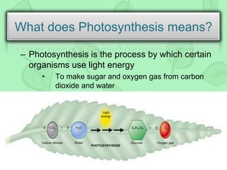 What does Photosynthesis means?
– Photosynthesis is the process by which certain
organisms use light energy
• To make sugar and oxygen gas from carbon
dioxide and water
Light
energy
PHOTOSYNTHESIS
6 CO2 6+ H2O
Carbon dioxide Water
C6H12O6 6+ O2
Glucose Oxygen gas
 