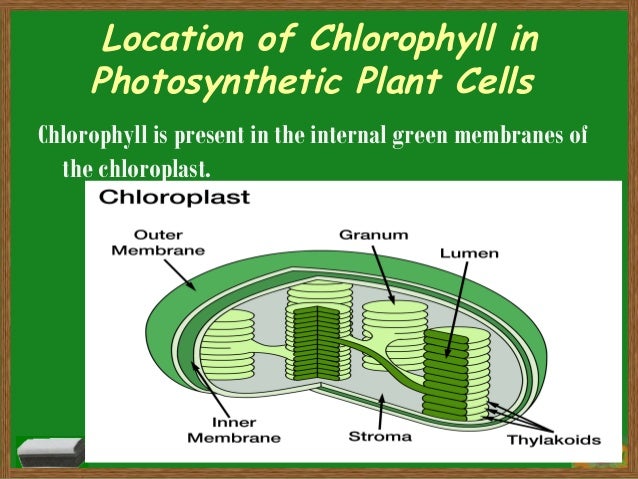 Photosynthesis (Text Explanation)