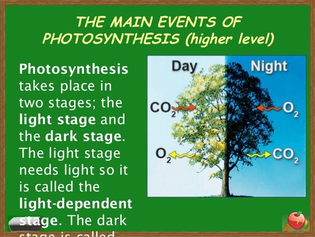Photosynthesis (Text Explanation)