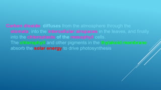 Carbon dioxide diffuses from the atmosphere through the
stomata, into the intercellular airspaces in the leaves, and finally
into the chloroplasts of the mesophyll cells.
The chlorophyll and other pigments in the thylakoid membrane
absorb the solar energy to drive photosynthesis

 