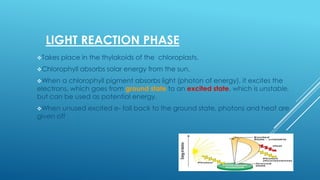LIGHT REACTION PHASE
Takes

place in the thylakoids of the chloroplasts.

Chlorophyll

absorbs solar energy from the sun.

When

a chlorophyll pigment absorbs light (photon of energy), it excites the
electrons, which goes from ground state to an excited state, which is unstable,
but can be used as potential energy.
When

unused excited e- fall back to the ground state, photons and heat are
given off

 