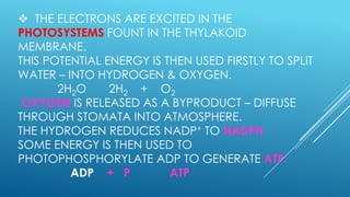  THE ELECTRONS ARE EXCITED IN THE
PHOTOSYSTEMS FOUNT IN THE THYLAKOID
MEMBRANE.
THIS POTENTIAL ENERGY IS THEN USED FIRSTLY TO SPLIT
WATER – INTO HYDROGEN & OXYGEN.
2H2O
2H2 + O2
OXYGEN IS RELEASED AS A BYPRODUCT – DIFFUSE
THROUGH STOMATA INTO ATMOSPHERE.
THE HYDROGEN REDUCES NADP+ TO NADPH
SOME ENERGY IS THEN USED TO
PHOTOPHOSPHORYLATE ADP TO GENERATE ATP.
ADP + P
ATP

 