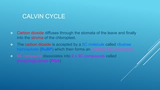 CALVIN CYCLE


Carbon dioxide diffuses through the stomata of the leave and finally
into the stroma of the chloroplast.



The carbon dioxide is accepted by a 5C molecule called ribulose
biphosphate (RuBP) which then forms an unstable 6C compound.



6C compound dissociates into 2 x 3C compounds called
phosphoglycerate (PGA)

 